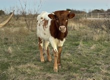 Custom Chrome/Diamond Donna heifer 24