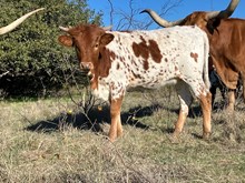 Flashback/Crown Jewel heifer25