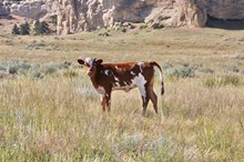 Guardian/Urban Ace heifer25