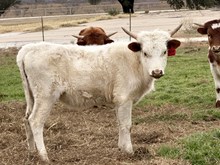 Custom Chrome/Cinderella heifer