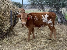 High Caliber/Picture Me Gold heifer