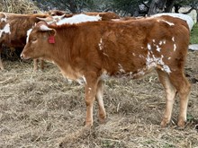Flashback/Urban Ace heifer