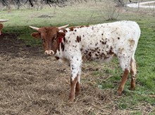 Guardian/Water Lilly heifer