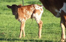 2024 Poppy Top Heifer