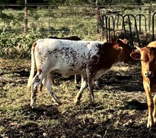 Flashback/Chromed Luck Lady heifer25