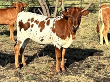 Flashback/Custom Jewel heifer25