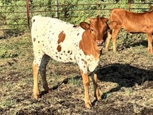 Flashback/Crown Jewel heifer25