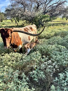 Flashback/Queen Hildegard heifer25