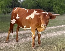 Custom Chrome/Top Luck Lady steer24