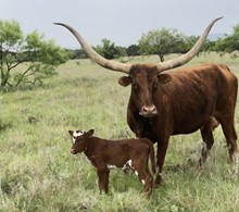 Kodak/Daily Limits heifer22