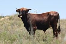 Rio Desperado Rose/Texas Shebang bull16