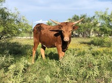 High Caliber/Texas Shebang heifer20